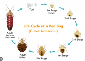 "an image showing the life cycle of a bed bug showing the 5 stages then adult unfed then adult fed"